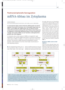mRNA-Abbau im Zytoplasma