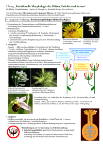 Übung „Funktionelle Morphologie der Blüten, Früchte und Samen“