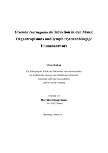 Orientia tsutsugamushi Infektion in der Maus: Organtropismus und