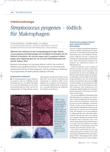 Streptococcus pyogenes – tödlich für Makrophagen