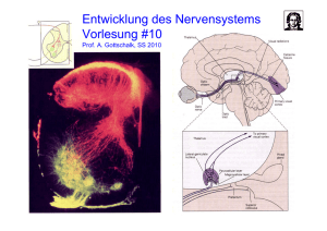 Entwicklung des Nervensystems Vorlesung #10