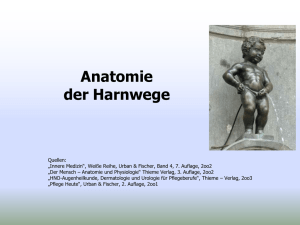 Anatomie der Harnwege