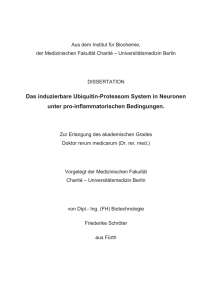 Das induzierbare Ubiquitin-Proteasom System in Neuronen unter