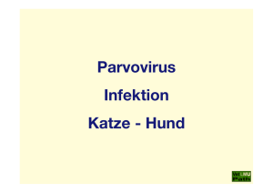 44_Parvovirus