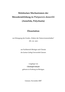 Molekulare Mechanismen der Mesodermbildung in Platynereis