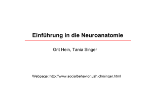 Einführung in die Neuroanatomie