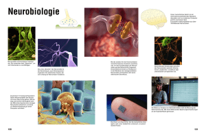 Kapitel Neurobiologie