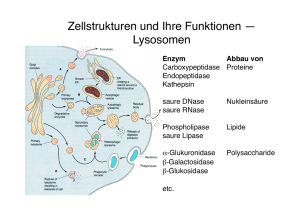 Zellstrukturen und Ihre Funktionen — Lysosomen