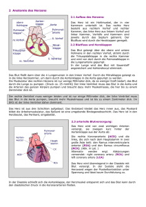 2 Anatomie des Herzens