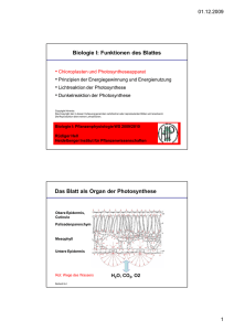 Biologie I: Funktionen des Blattes Das Blatt als Organ der
