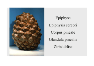 Epiphyse Epiphysis cerebri Corpus pineale Glandula pinealis