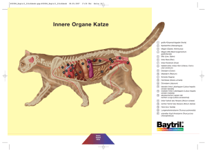 Innere Organe Katze