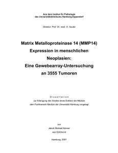 Matrix Metalloproteinase 14 (MMP14) Expression in menschlichen