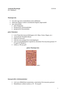 Anatomie/Physiologie 12.05.04 (Dr. Shakibaei) Muskelgewebe: • ist