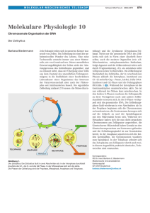 Molekulare Physiologie 10: Der Zellzyklus