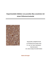 Experimentelle Infektion von juvenilen Boa constrictor mit einem