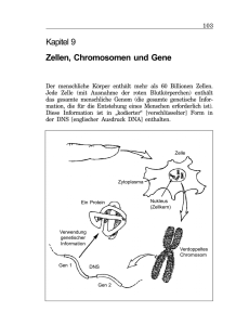 Kapitel 9 Zellen, Chromosomen und Gene