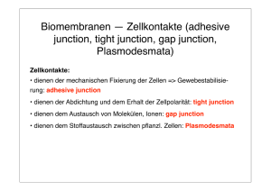 Biomembranen — Zellkontakte (adhesive junction, tight junction