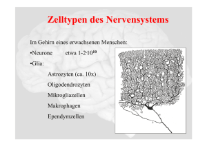 Zelltypen des Nervensystems