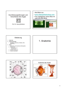 1. Anatomie