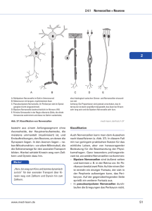 51 2.4.1 Nervenzellen = Neurone - Medi