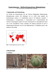 Euphorbiaceae - Wolfsmilchgewächse (Malpighiales)