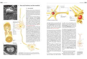 Bau und Funktion von Nervenzellen