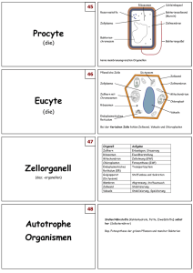 Procyte Eucyte Zellorganell Autotrophe Organismen