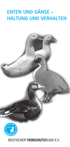 Enten und Gänse - Haltung und Verhalten