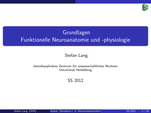 Grundlagen Funktionelle Neuroanatomie und