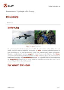 Die Atmung Einführung Der Weg in die Lunge