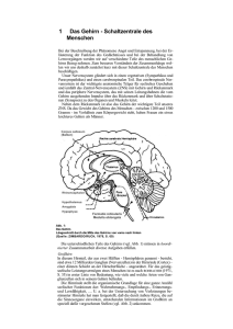 1 Das Gehirn - Schaltzentrale des Menschen