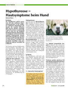 Hypothyreose – Hautsymptome beim Hund