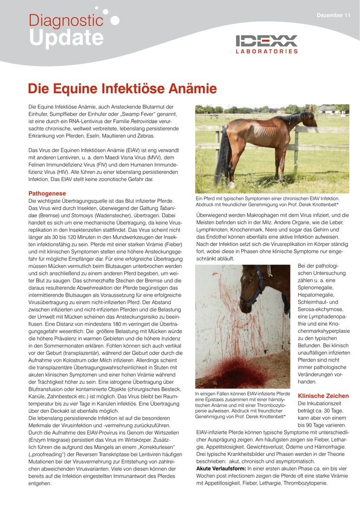 Infektiöse Anämie Pferd Symptome