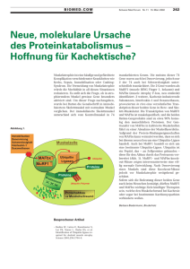 Neue, molekulare Ursache des Proteinkatabolismus