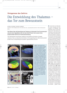 Die Entwicklung des Thalamus &ndash; das Tor zum Bewusstsein