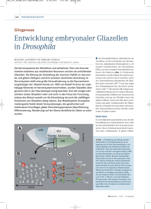 Entwicklung embryonaler Gliazellen in Drosophila