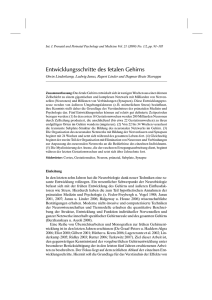 Entwicklungsschritte des fetalen Gehirns