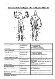 Anatomische Grundlagen - Die wichtigsten Muskeln