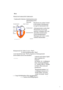 1 Herz Muskel der kontinuierlich funktioniert Funktionelle Einheiten