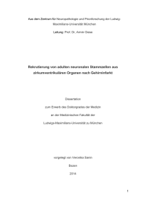 Rekrutierung von adulten neuronalen Stammzellen aus