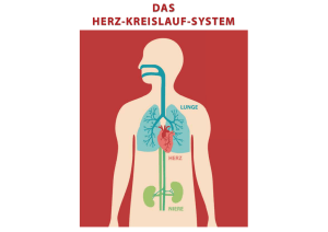 Das Herz-Kreislauf