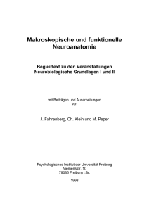 Makroskopische und funktionelle Neuroanatomie