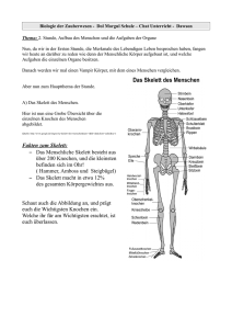 Fakten zum Skelett: – Das Menschliche Skelett besteht aus über 200