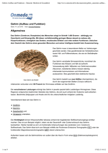 Gehirn (Aufbau und Funktion) - Onmeda: Medizin