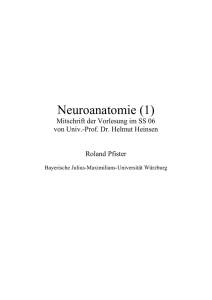 Neuroanatomie (1) - Roland Pfister | Home