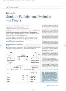 Struktur, Funktion und Evolution von Dnmt2
