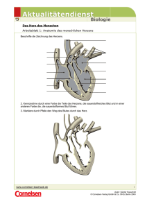Das Herz des Menschen Arbeitsblatt 1: Anatomie des menschlichen