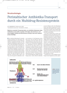 Peristaltischer Antibiotika-Transport durch ein
