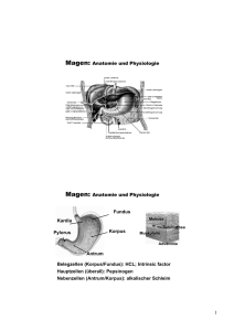 Magen: Anatomie und Physiologie Magen